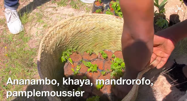 reboisement NextHope Madagascar - Ranarison Tsilavo